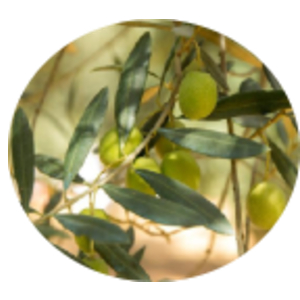 マンサニージャ