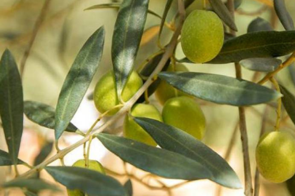 品種特有の風味を楽しめる