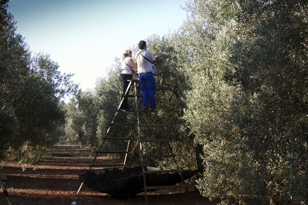 製造方法と品質へのこだわり