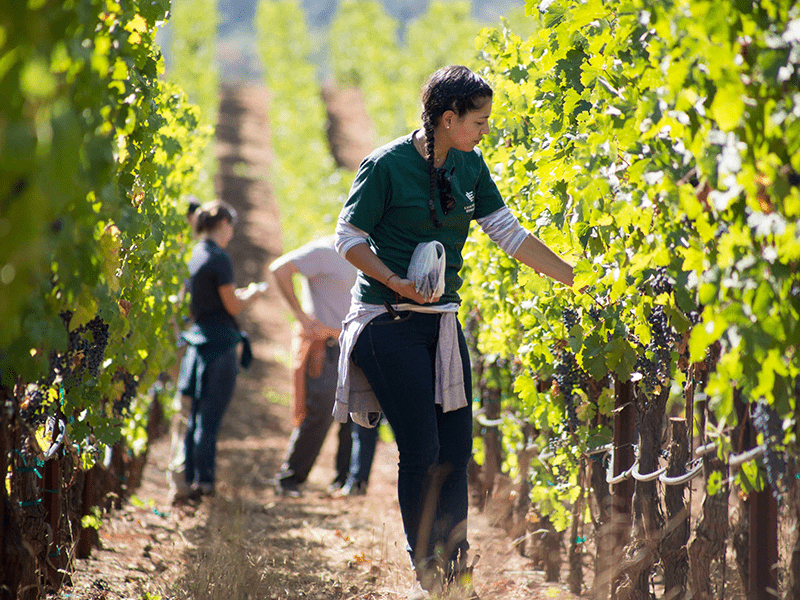 プレミアムワイン