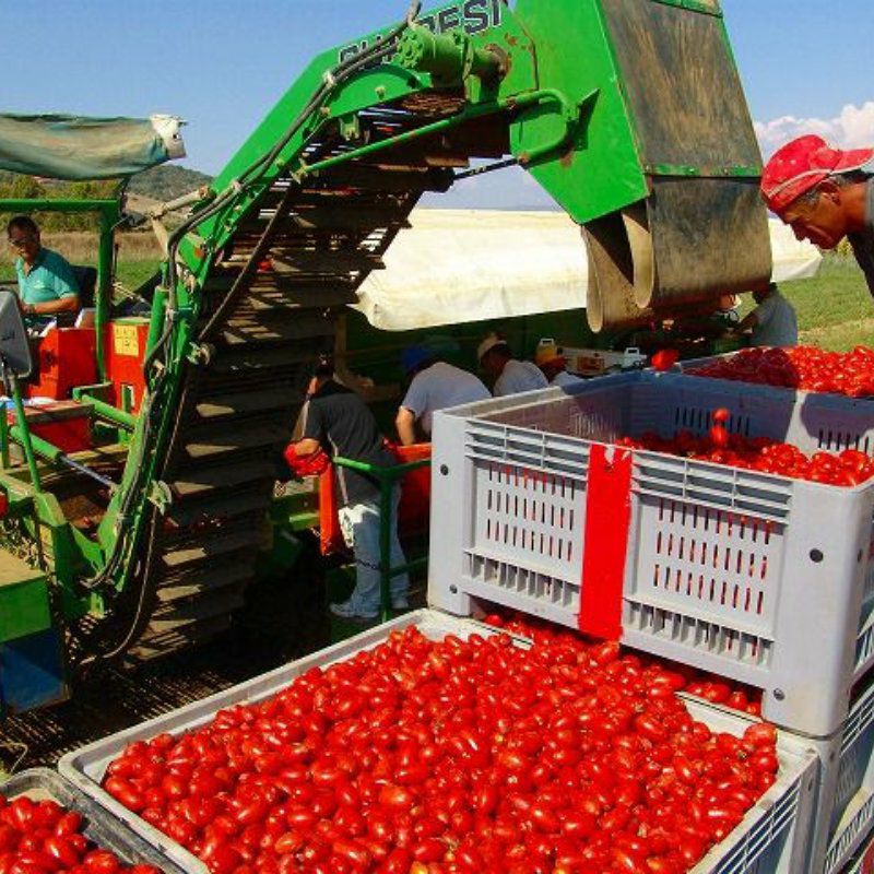 ラセルバ オーガニック パスタソース トマト（イタリア産 有機JAS認定商品）画像2